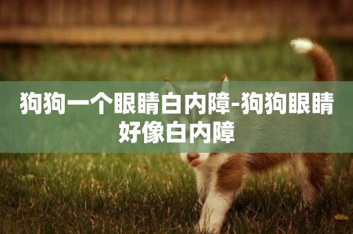 狗狗一個眼睛白內障-狗狗眼睛好像白內障