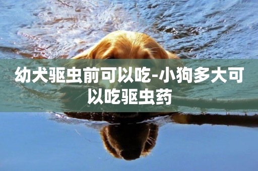 幼犬驅蟲前可以吃-小狗多大可以吃驅蟲藥
