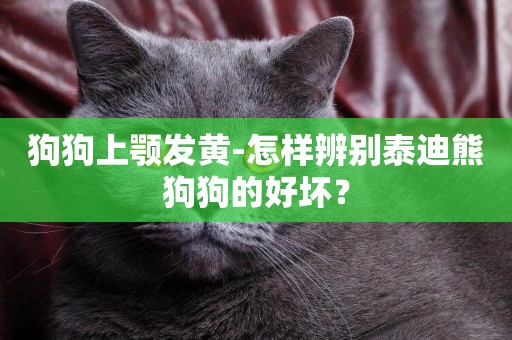 狗狗上顎發黃-怎樣辨別泰迪熊狗狗的好壞？