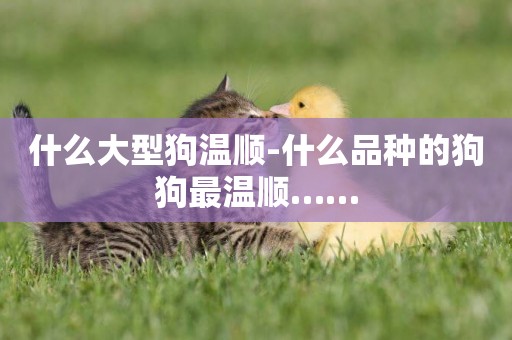 什么大型狗溫順-什么品種的狗狗最溫順……