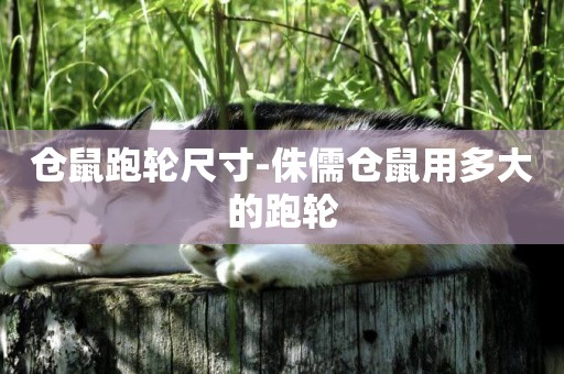 倉鼠跑輪尺寸-侏儒倉鼠用多大的跑輪