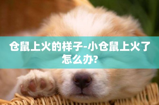 倉鼠上火的樣子-小倉鼠上火了怎么辦?