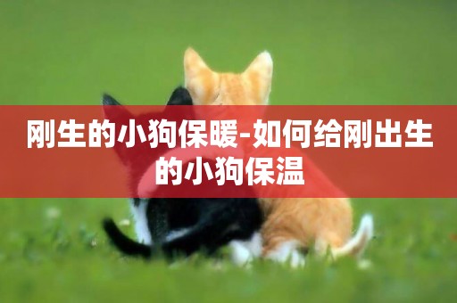 剛生的小狗保暖-如何給剛出生的小狗保溫