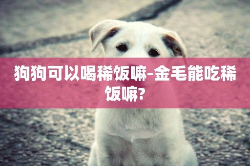 狗狗可以喝稀飯嘛-金毛能吃稀飯嘛?