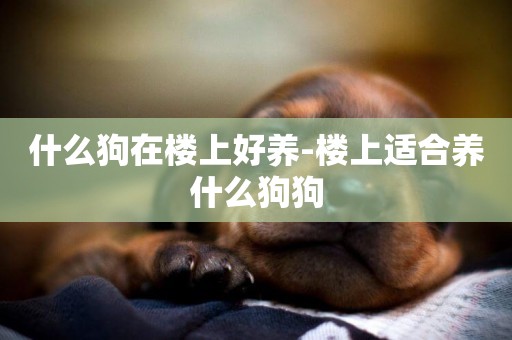什么狗在樓上好養-樓上適合養什么狗狗
