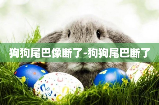 狗狗尾巴像斷了-狗狗尾巴斷了