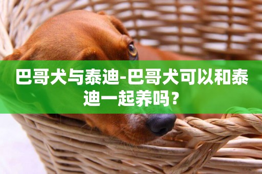 巴哥犬與泰迪-巴哥犬可以和泰迪一起養嗎？