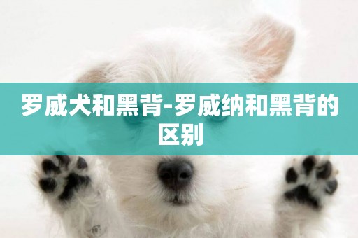 羅威犬和黑背-羅威納和黑背的區別