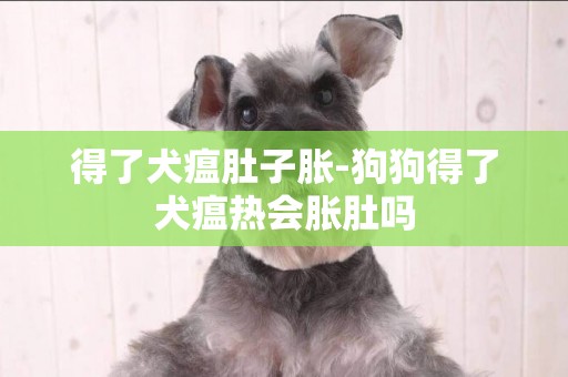 得了犬瘟肚子脹-狗狗得了犬瘟熱會脹肚嗎