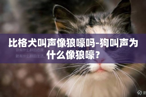 比格犬叫聲像狼嚎嗎-狗叫聲為什么像狼嚎？