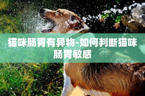 貓咪腸胃有異物-如何判斷貓咪腸胃敏感