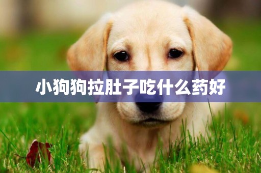 小狗狗拉肚子吃什么藥好