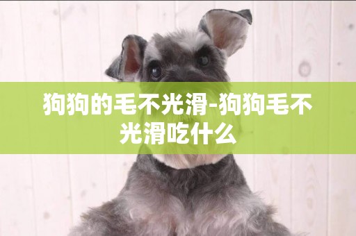 狗狗的毛不光滑-狗狗毛不光滑吃什么