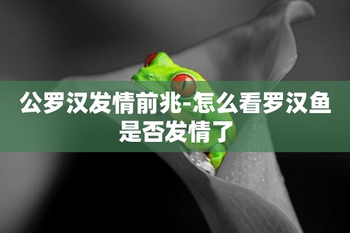 公羅漢發情前兆-怎么看羅漢魚是否發情了