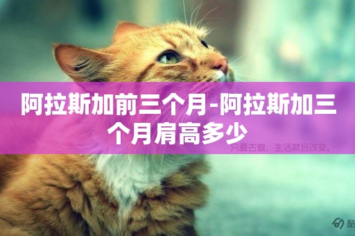 阿拉斯加前三個月-阿拉斯加三個月肩高多少