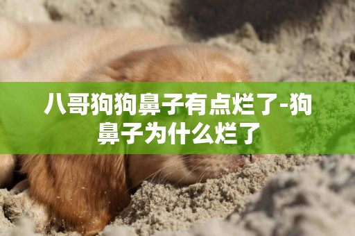 八哥狗狗鼻子有點爛了-狗鼻子為什么爛了