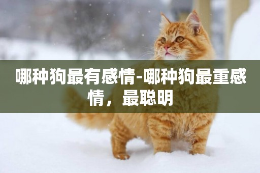 哪種狗最有感情-哪種狗最重感情，最聰明