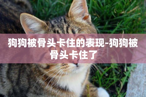 狗狗被骨頭卡住的表現-狗狗被骨頭卡住了