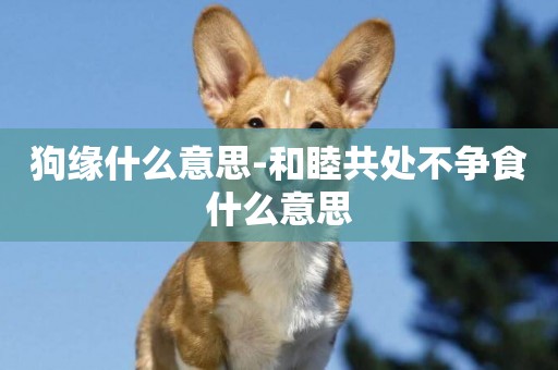 狗緣什么意思-和睦共處不爭食什么意思