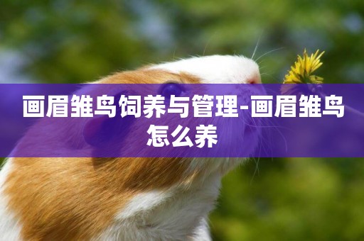 畫眉雛鳥飼養與管理-畫眉雛鳥怎么養