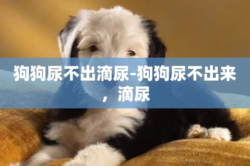 狗狗尿不出滴尿-狗狗尿不出來，滴尿