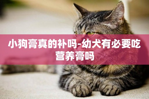小狗膏真的補嗎-幼犬有必要吃營養膏嗎