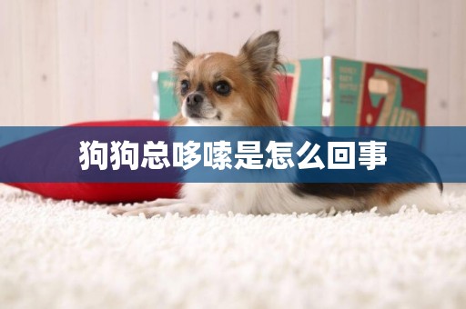 狗狗總哆嗦是怎么回事