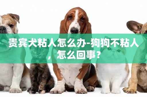 貴賓犬粘人怎么辦-狗狗不粘人，怎么回事？