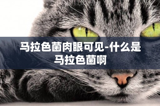 馬拉色菌肉眼可見-什么是馬拉色菌啊