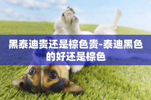 黑泰迪貴還是棕色貴-泰迪黑色的好還是棕色