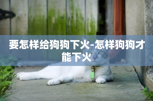 要怎樣給狗狗下火-怎樣狗狗才能下火