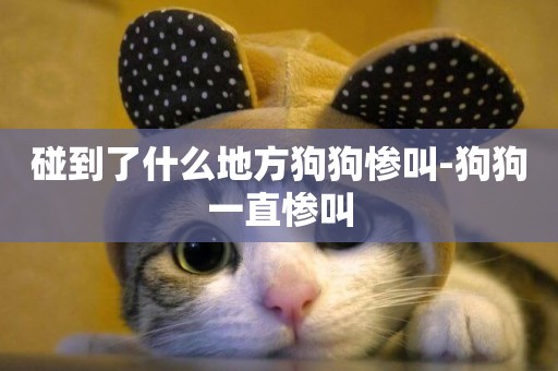 碰到了什么地方狗狗慘叫-狗狗一直慘叫
