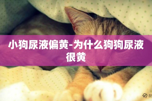 小狗尿液偏黃-為什么狗狗尿液很黃
