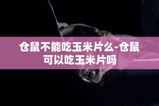 倉鼠不能吃玉米片么-倉鼠可以吃玉米片嗎