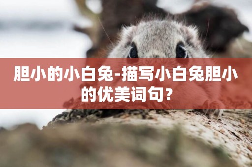 膽小的小白兔-描寫小白兔膽小的優美詞句？