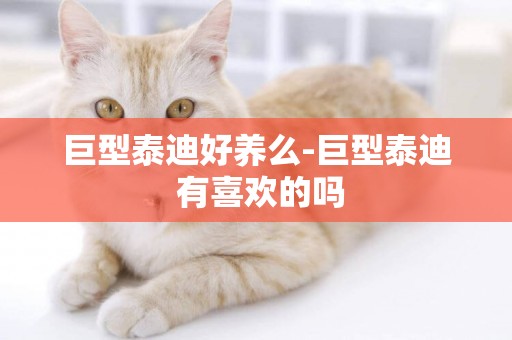 巨型泰迪好養么-巨型泰迪 有喜歡的嗎