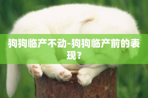 狗狗臨產不動-狗狗臨產前的表現？