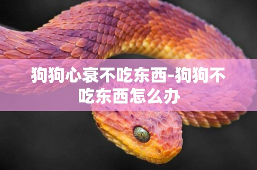 狗狗心衰不吃東西-狗狗不吃東西怎么辦