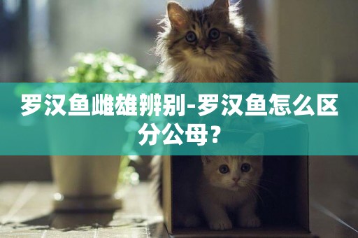 羅漢魚雌雄辨別-羅漢魚怎么區分公母？