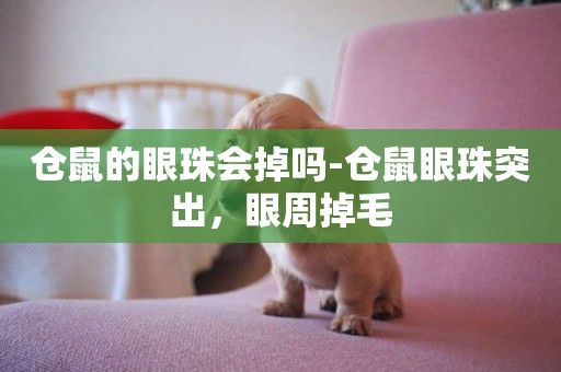 倉鼠的眼珠會掉嗎-倉鼠眼珠突出，眼周掉毛