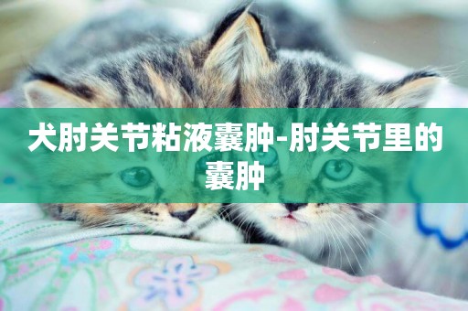 犬肘關節粘液囊腫-肘關節里的囊腫