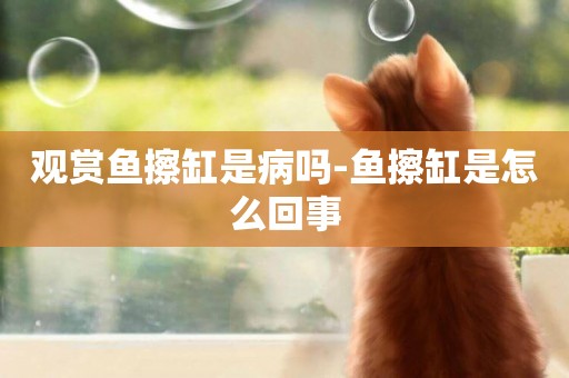 觀賞魚擦缸是病嗎-魚擦缸是怎么回事