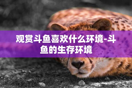 觀賞斗魚喜歡什么環境-斗魚的生存環境