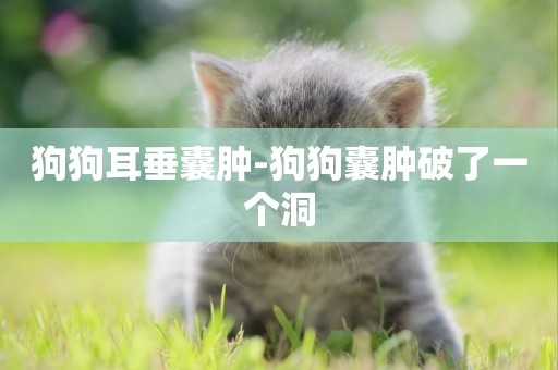 狗狗耳垂囊腫-狗狗囊腫破了一個洞