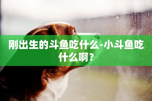 剛出生的斗魚吃什么-小斗魚吃什么啊？
