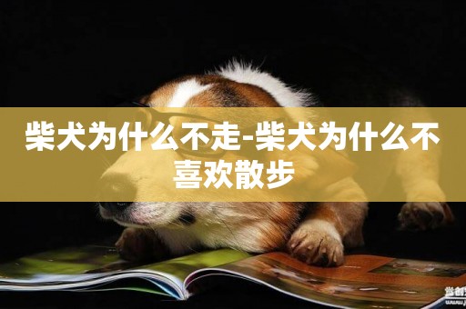 柴犬為什么不走-柴犬為什么不喜歡散步