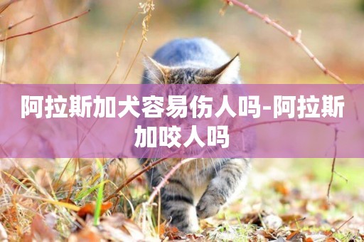 阿拉斯加犬容易傷人嗎-阿拉斯加咬人嗎
