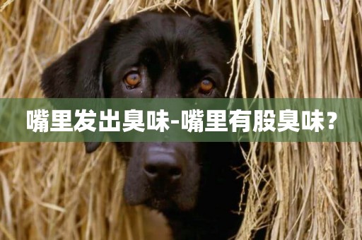 嘴里發出臭味-嘴里有股臭味？