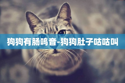 狗狗有腸鳴音-狗狗肚子咕咕叫