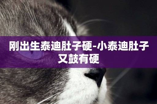 剛出生泰迪肚子硬-小泰迪肚子又鼓有硬